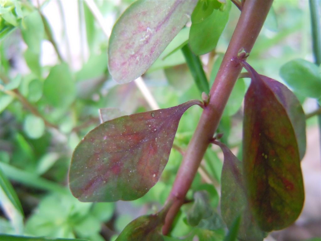 Euphorbia peplus / Euforbia minore